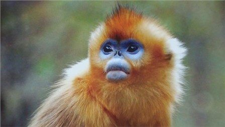 Рокселланов ринопитек, эти китайские обезьянки имеют очень необычную, колоритную окраску. В цвете шерсти преобладают оранжевые тона, а лицо имеет синеватый оттенок. Рокселланов ринопитек обитает в горах, на высоте до 3 километров. Совершают кочевки в поисках мест с более низкой температурой воздуха. (Екатерина Шкарупета )