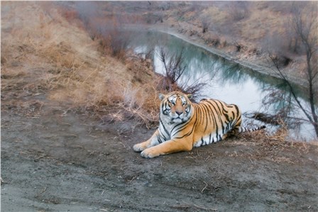 Крупнейший в мире парк амурских тигров расположен на северо-западе города Харбин. На площади в 356 га содержится более тысячи сибирских тигров, а также другие представители кошачьих: рыси, львы, леопарды, пумы, гепарды, бенгальские и белые тигры. Снято в 2011г. (Татьяна Назмутдинова)