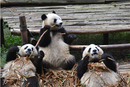 Семейство панд за обедом. Бамбуковые мишки с удовольствием поедают молодые побеги бамбука в одном из Национальных парков провинции Сычуань. (Федор Юрин)