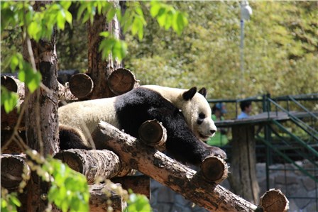 «Панда спит, она устала». Зоопарк в Пекине. (Александра Мушковская)