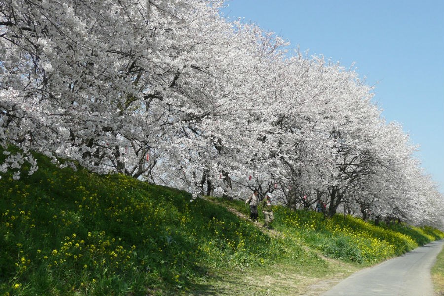 Цветение сакуры в Сайтаме