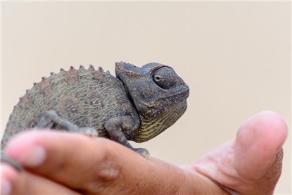 Свакопмунд