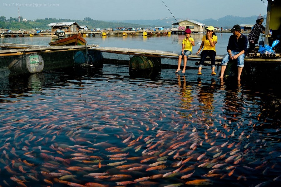 Рыбы индонезии