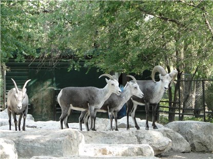 Зоопарк Assiniboine Park Zoo