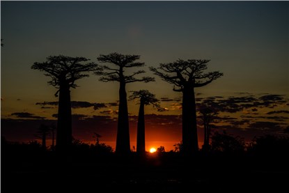 Аллея баобабов (Baobab Avenue)
