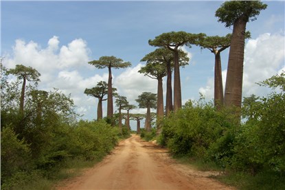 Аллея баобабов (Baobab Avenue)
