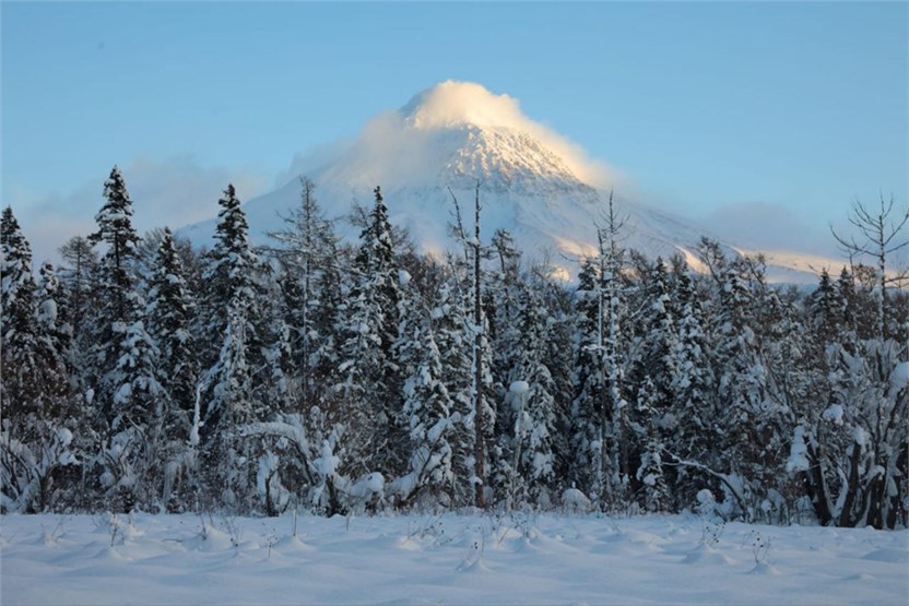 Хвойный массив Щапинских ельников расположен недалеко от действующего вулкана Кизимен.