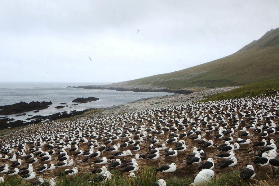 Фотография Фолклендских островов