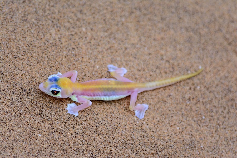 Снимок Свакопмунда