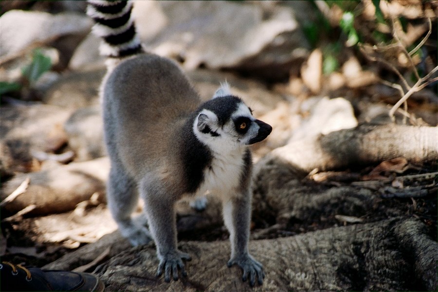 Снимок Мадагаскара