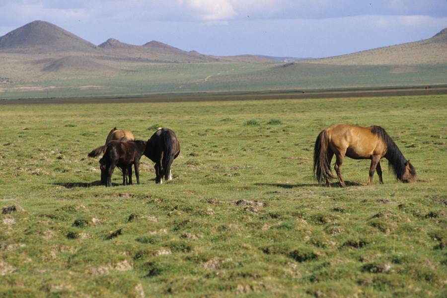 Монголия фото