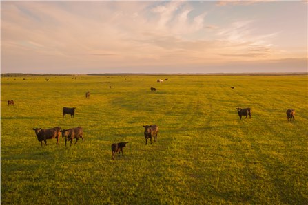 Традиции баскских мясников