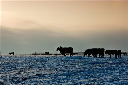 Брянские прерии 