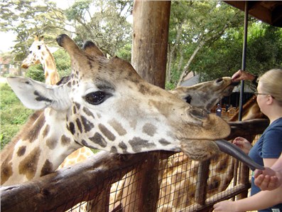 Центр Жирафов Найроби