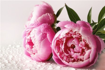 Новый аромат весны