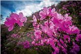 Алтайская весна: пять идей для отдыха 